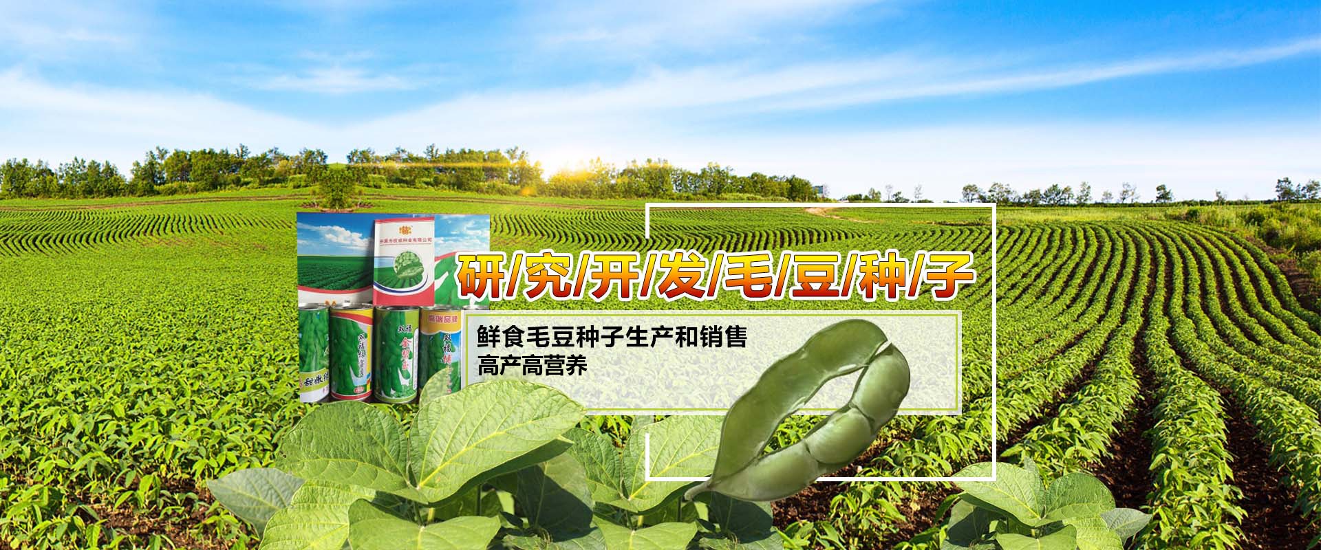 開原毛豆種子